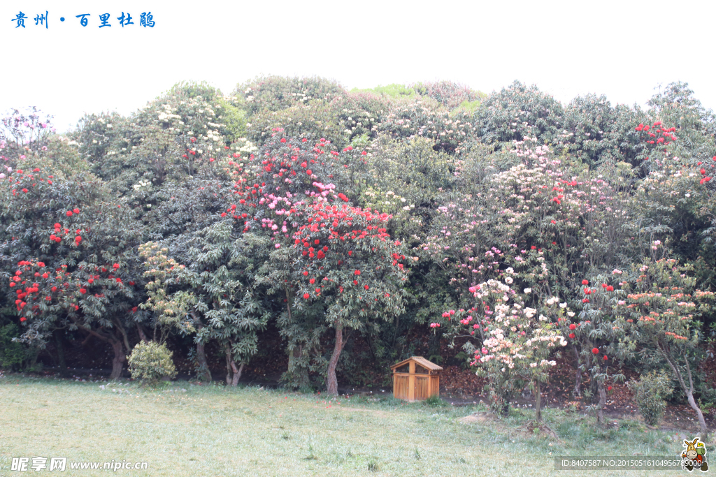 杜鹃花