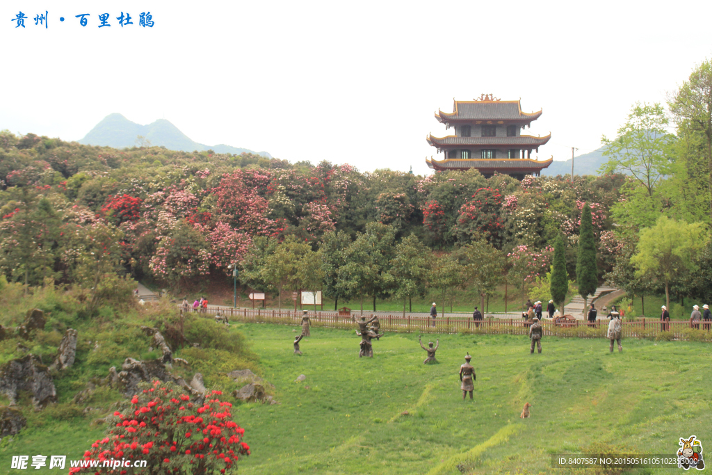 杜鹃花