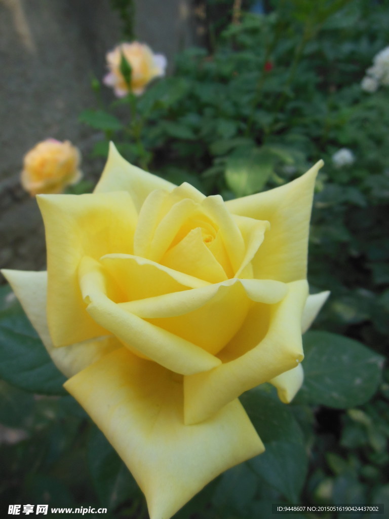 月季花
