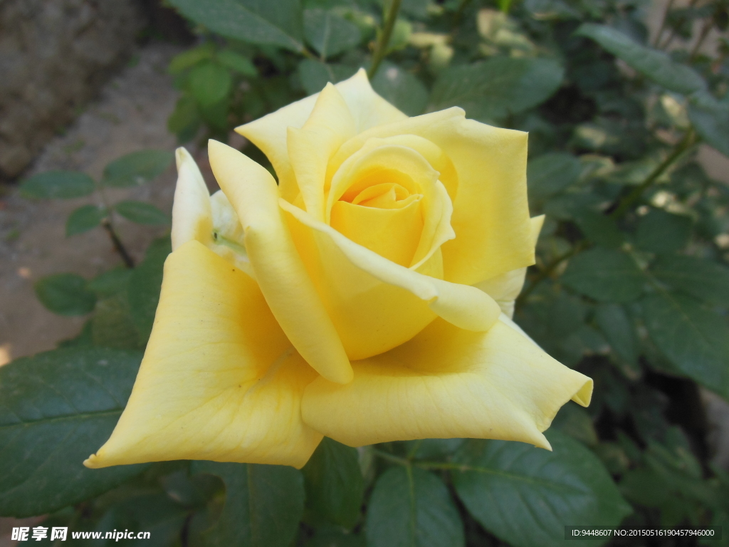 月季花