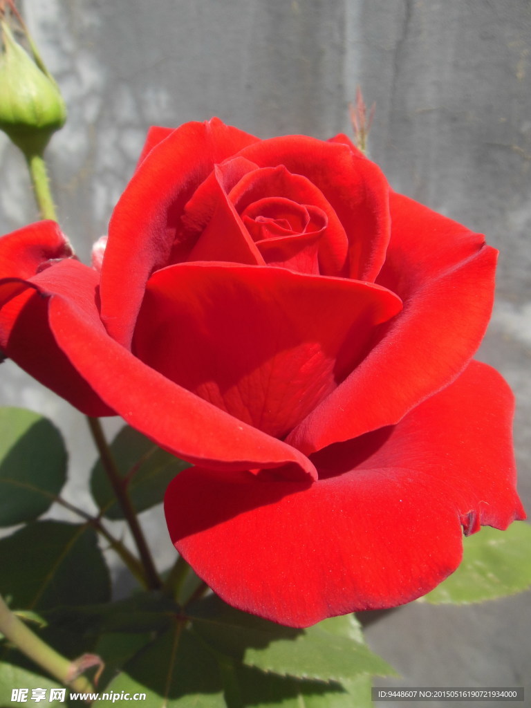 月季花