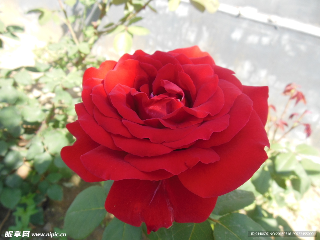 月季花