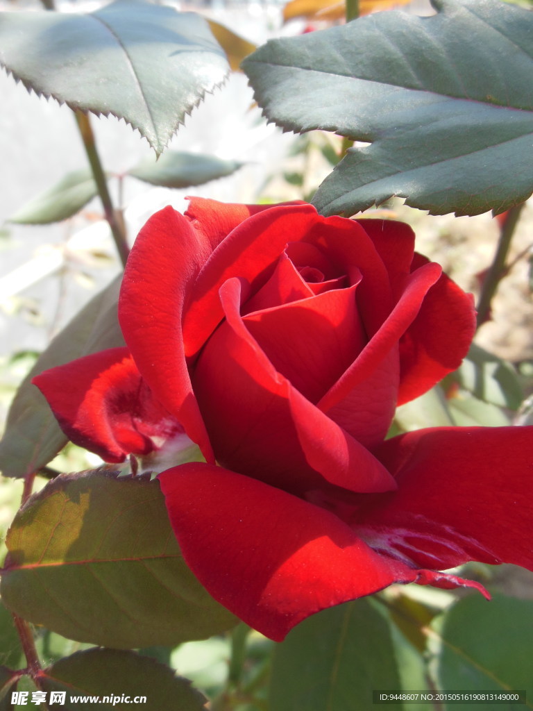 月季花