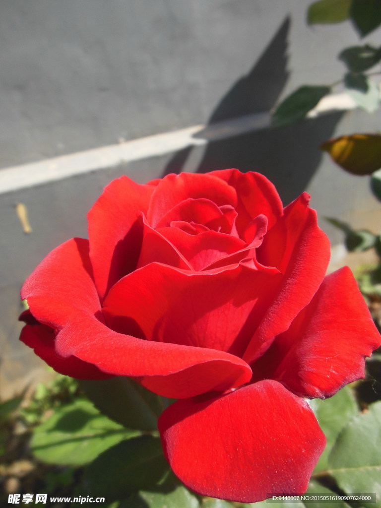 月季花