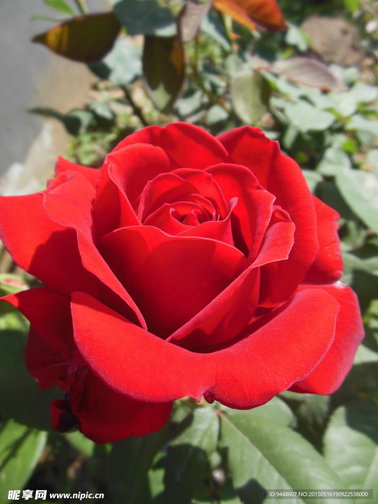 月季花