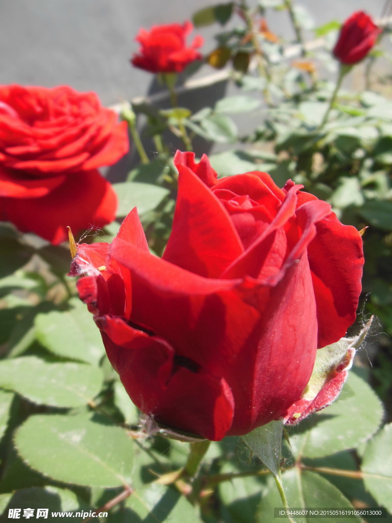 月季花