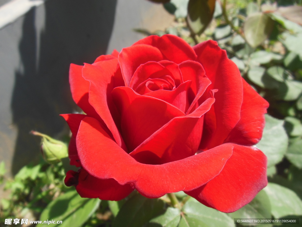 月季花