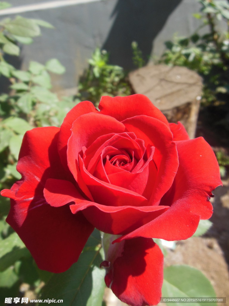 月季花