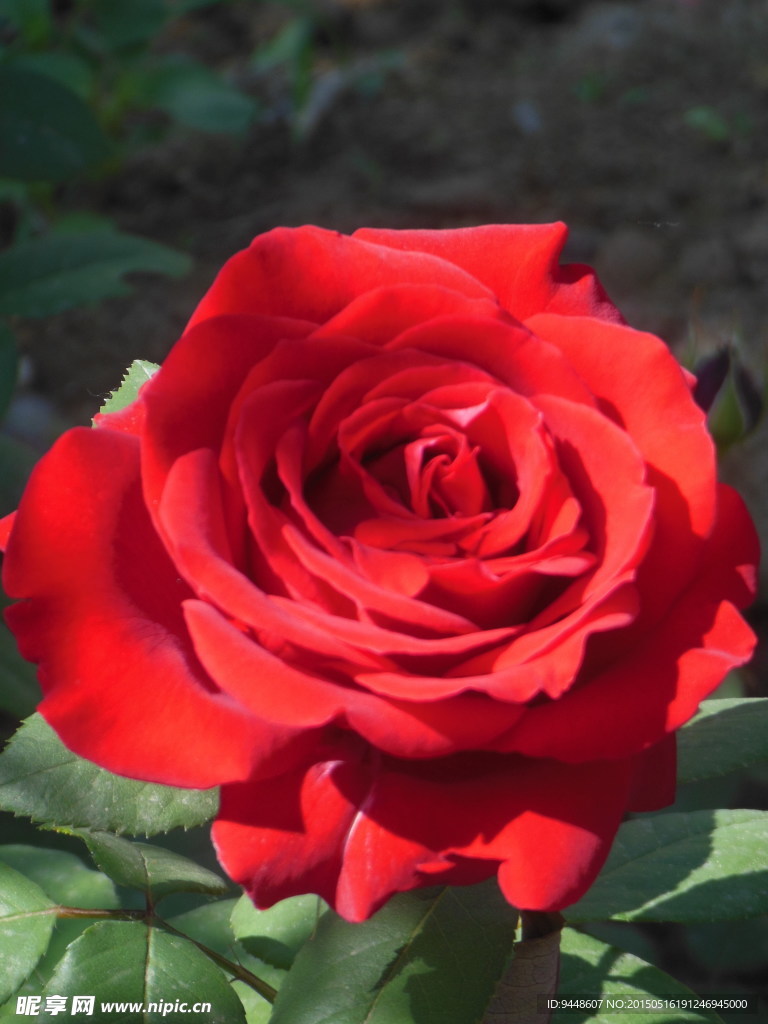 月季花