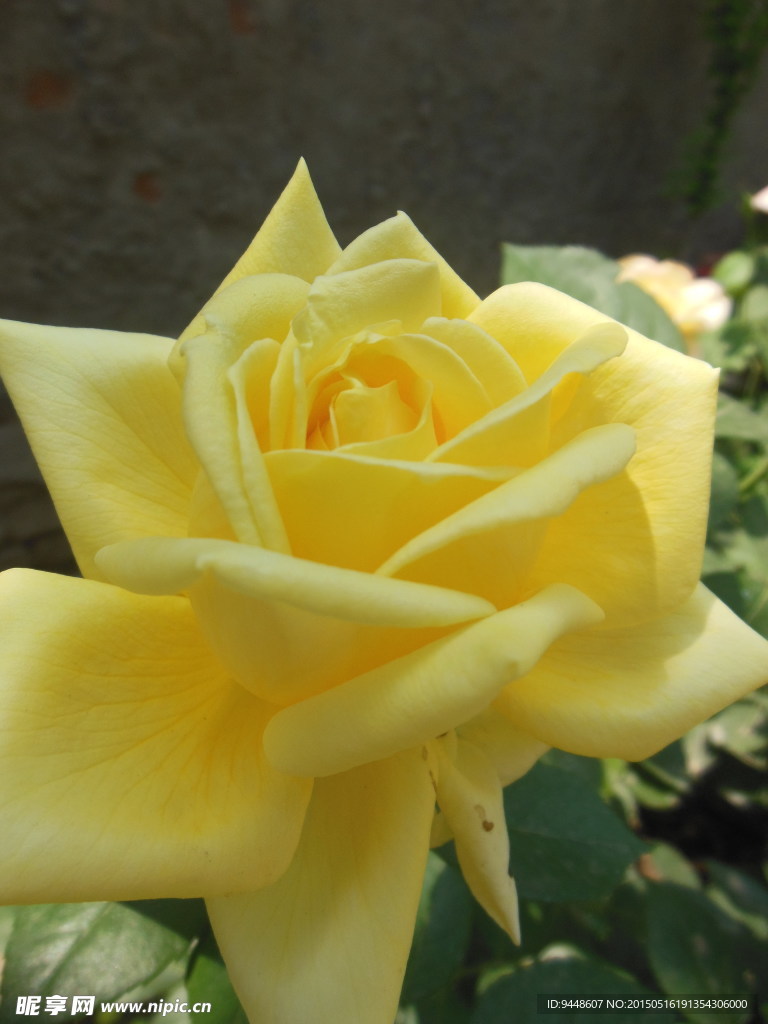 月季花