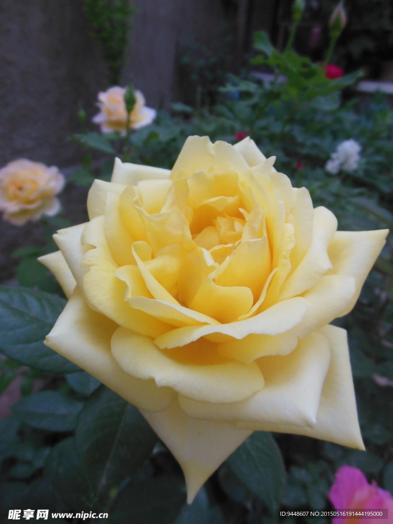 月季花