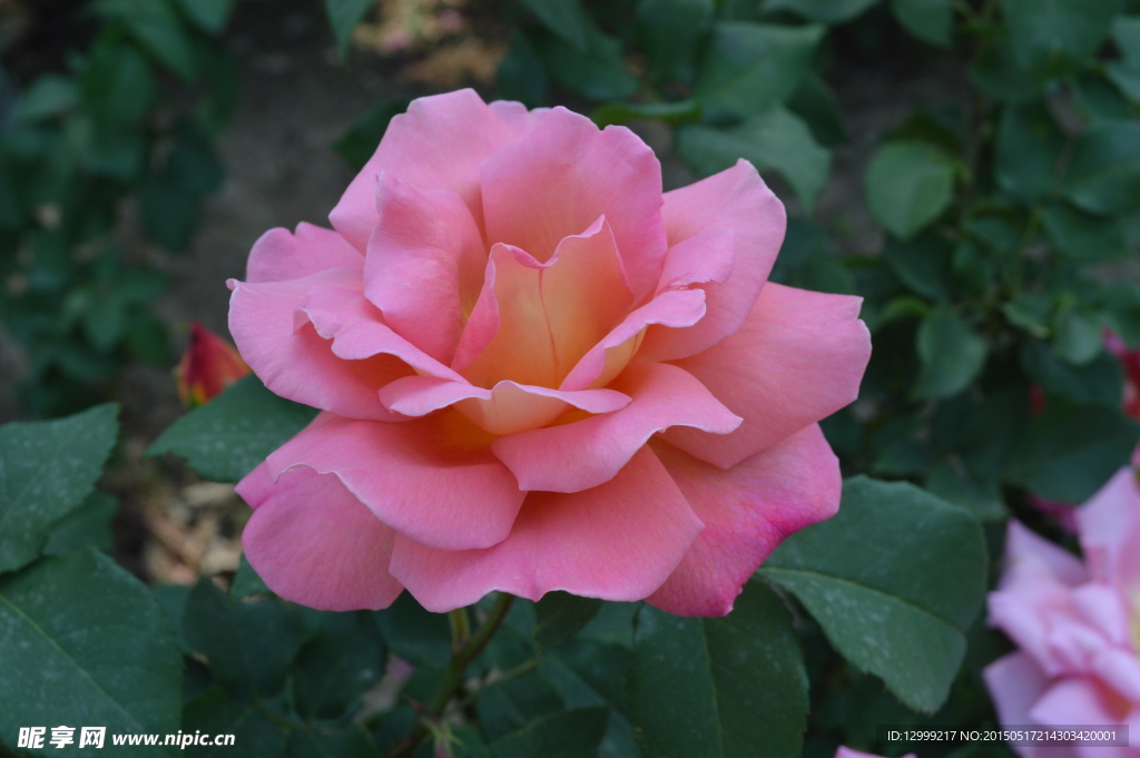 月季花