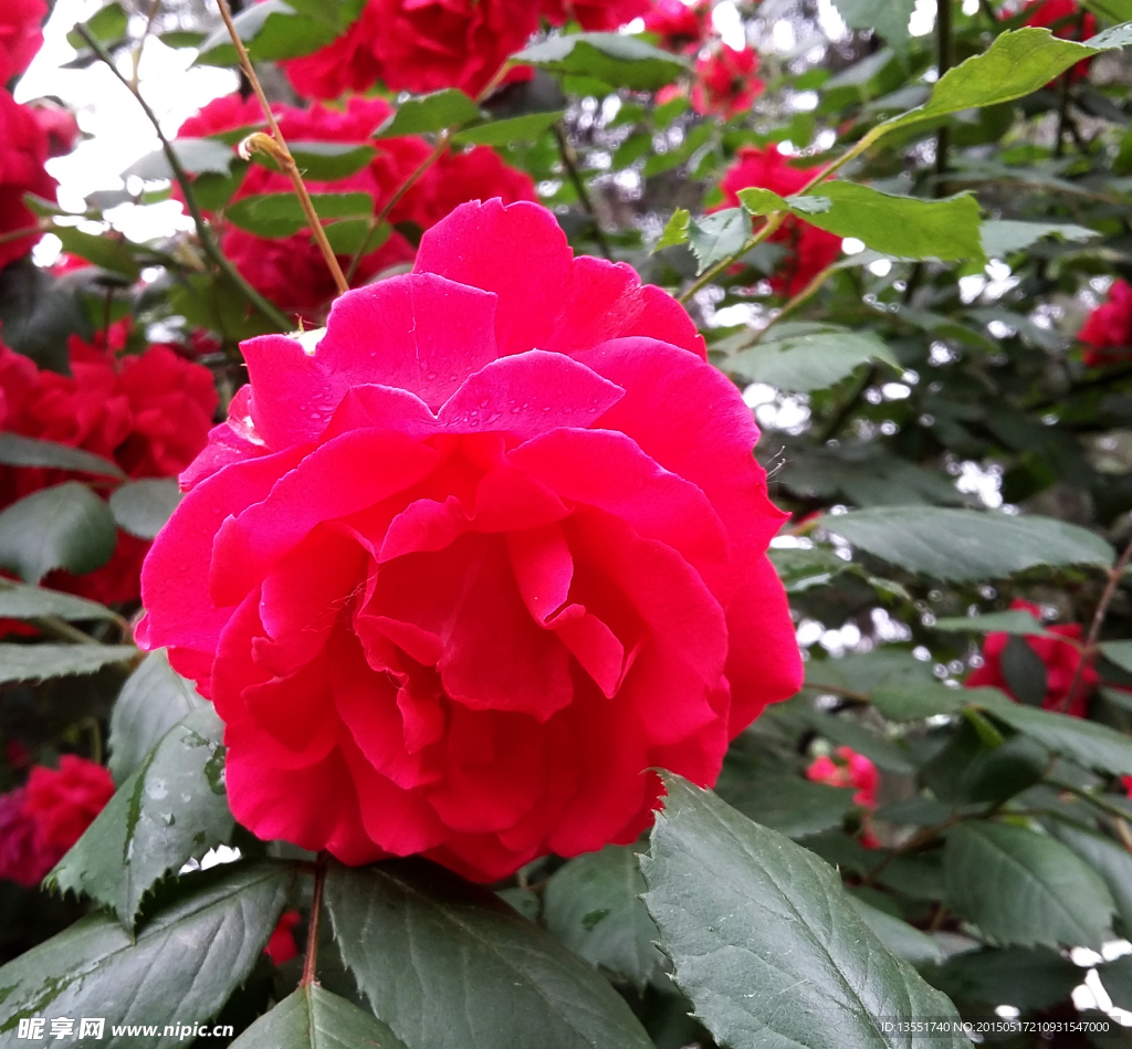 月季花