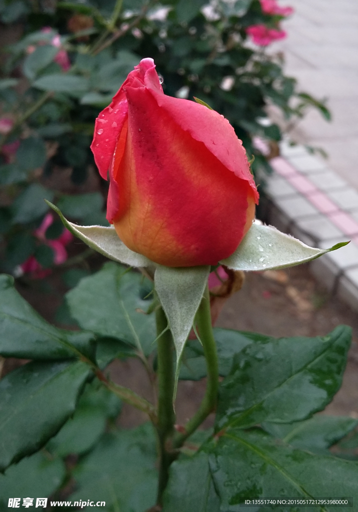 月季