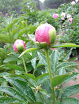 芍药