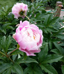 芍药