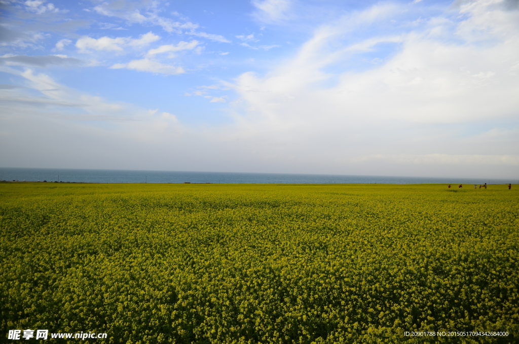 青海湖 油菜花