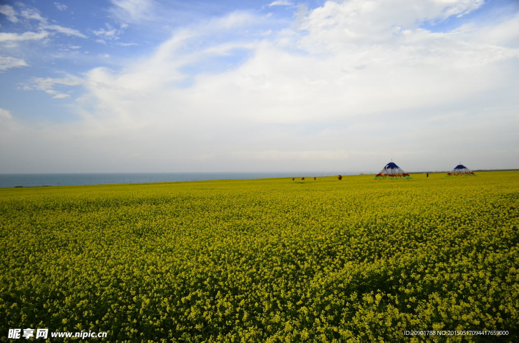 青海湖 油菜花