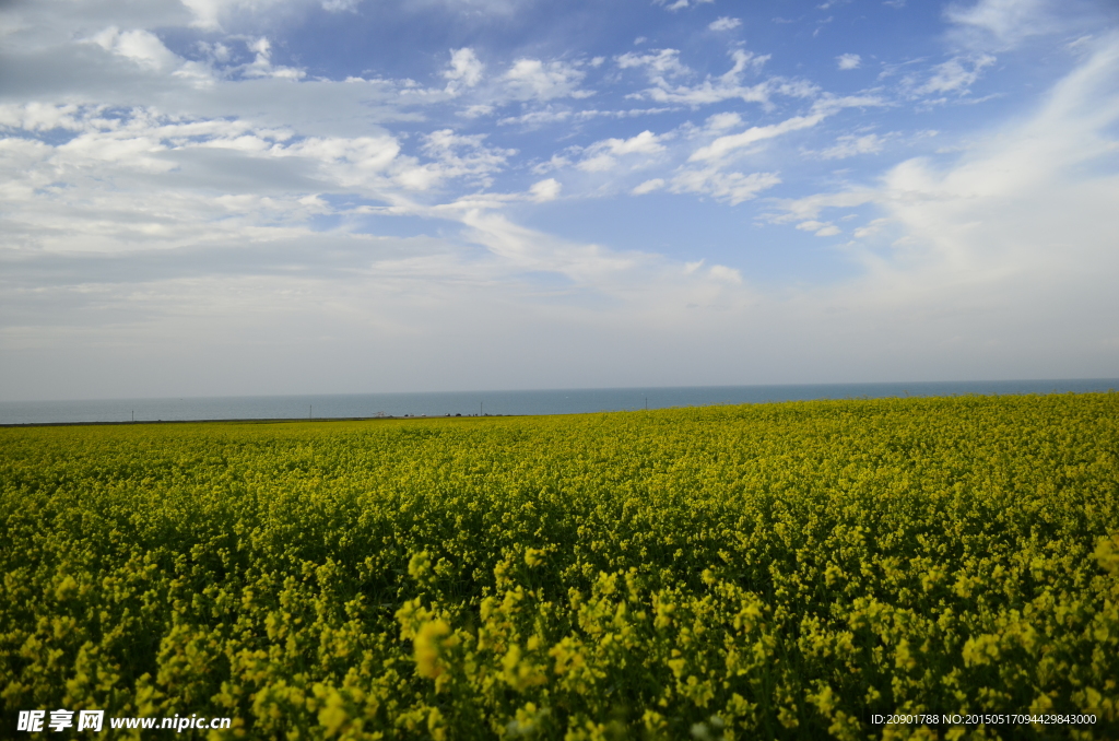 青海湖 油菜花