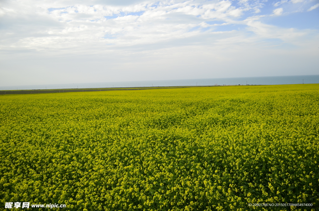 青海湖 油菜花