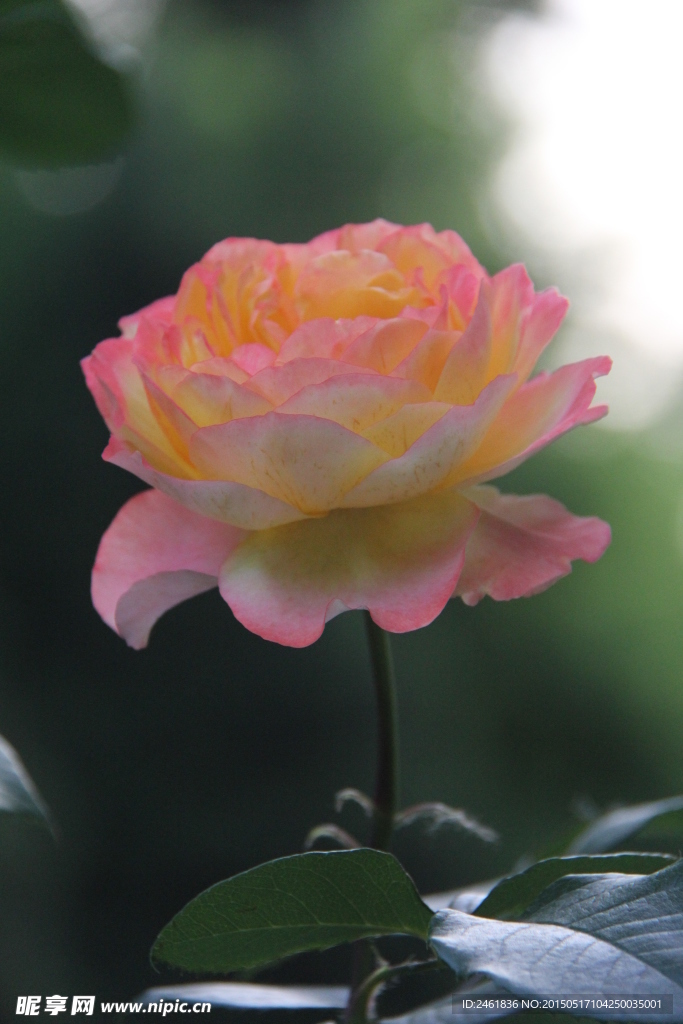 月季花