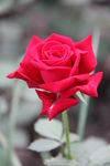 月季花