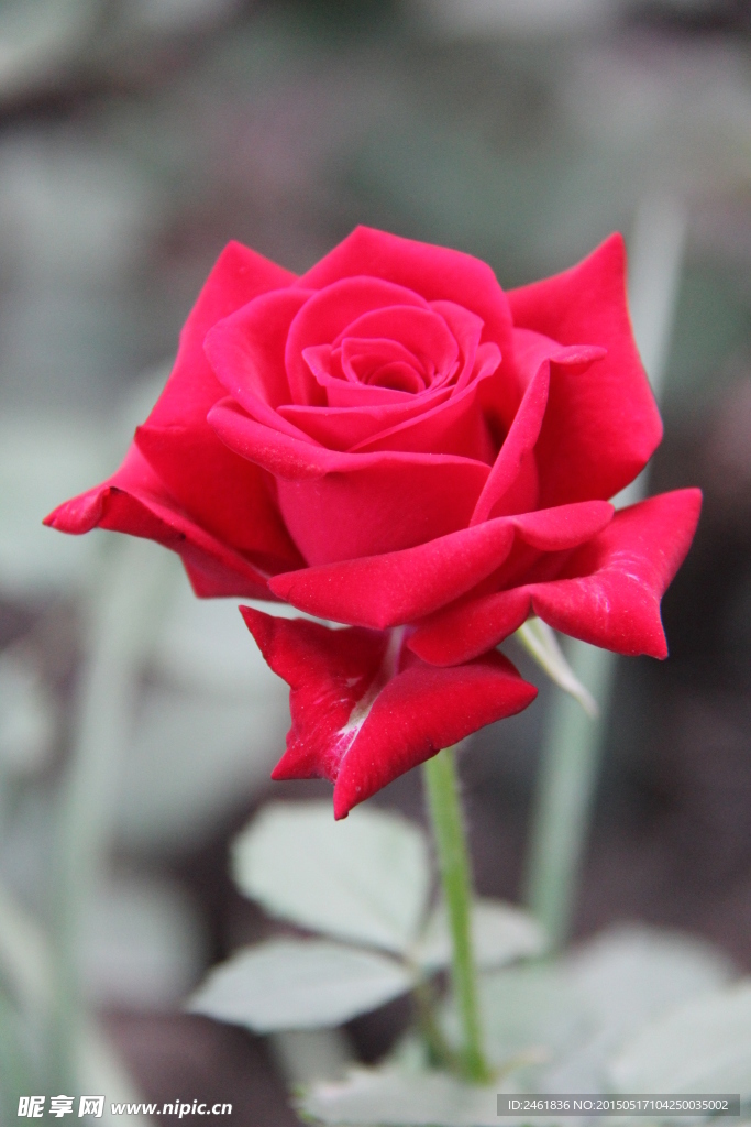 月季花