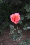 月季花