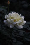 大白花