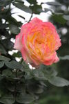 月季花