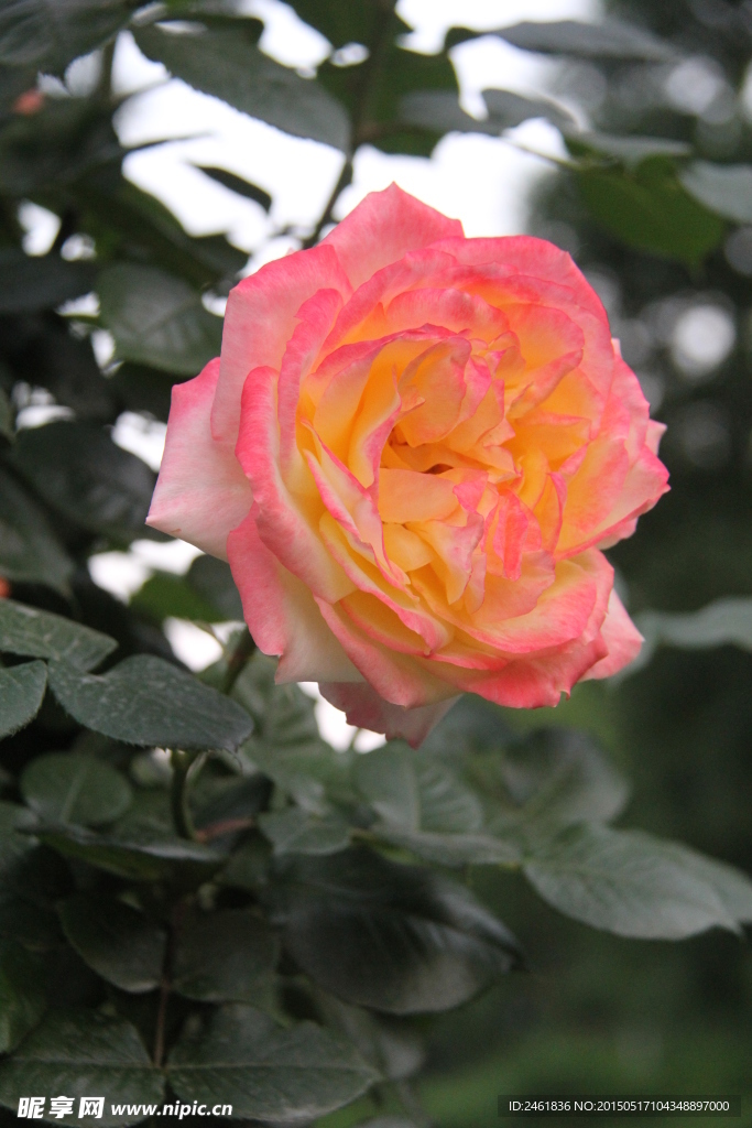 月季花