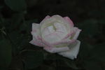 月季花