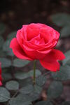 月季花