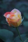 月季花
