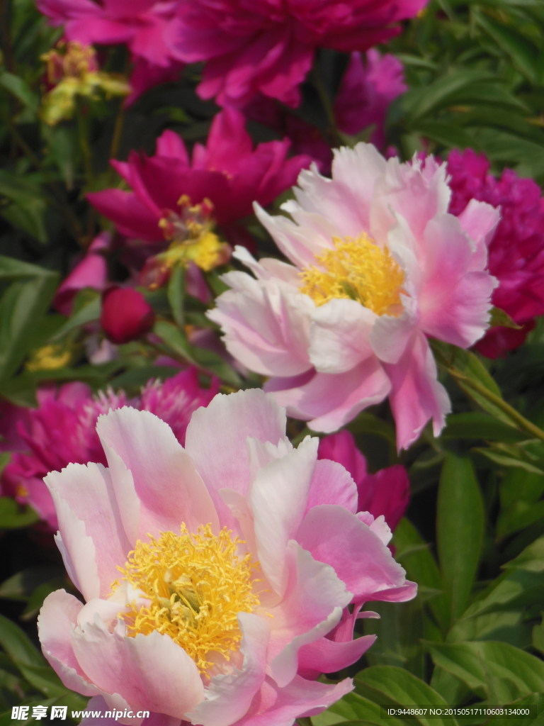 芍药花