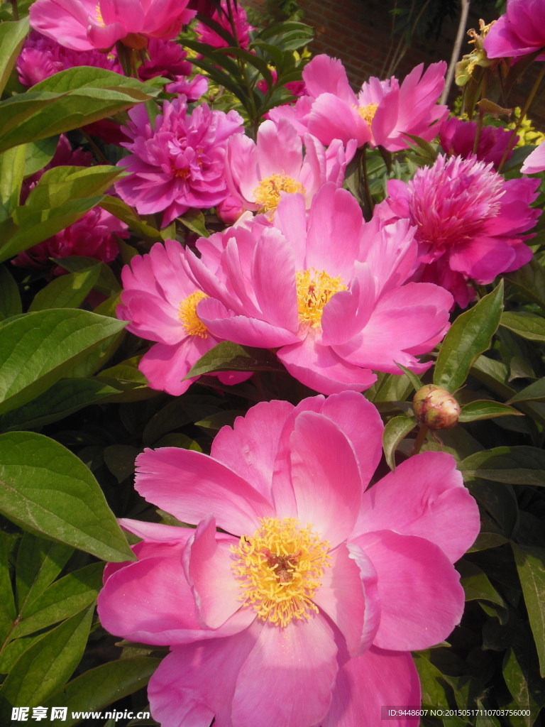 芍药花