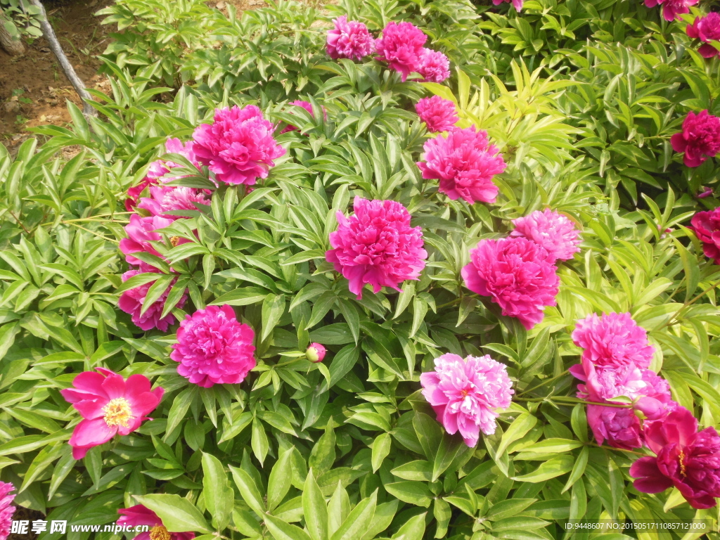 芍药花
