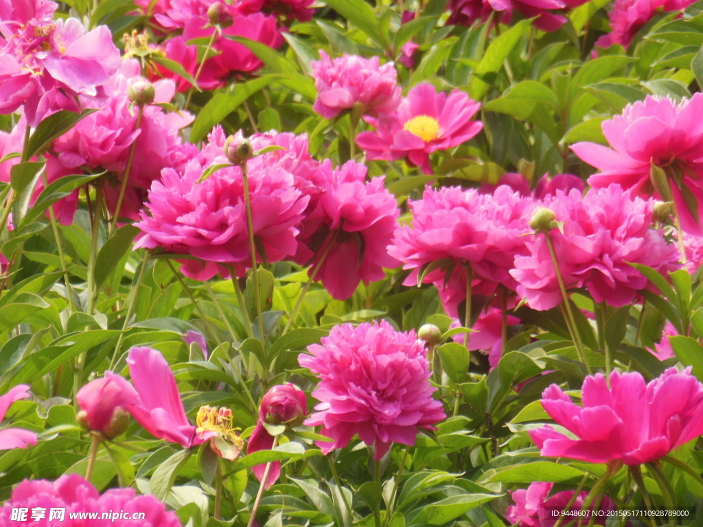 芍药花