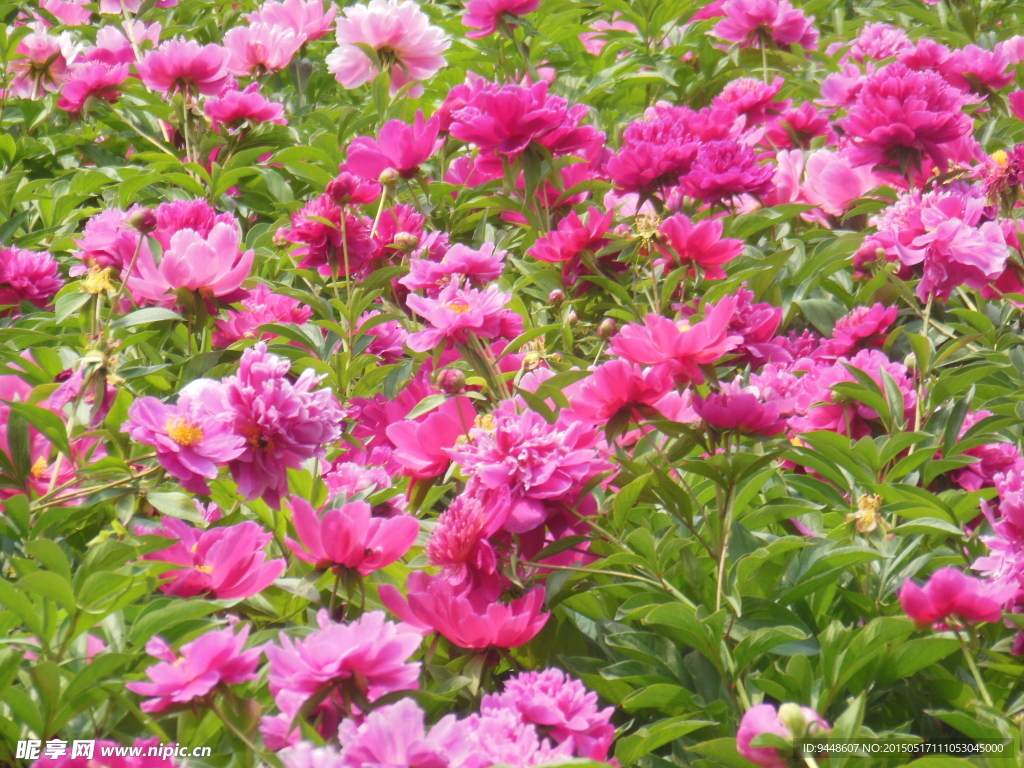 芍药花
