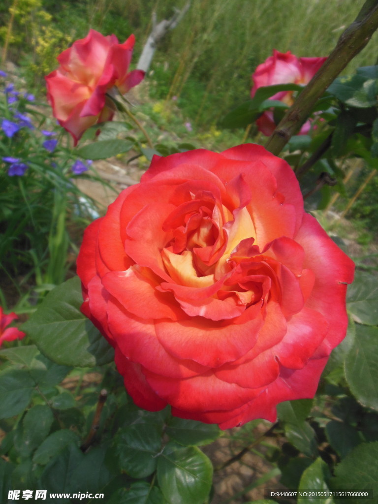 月季花