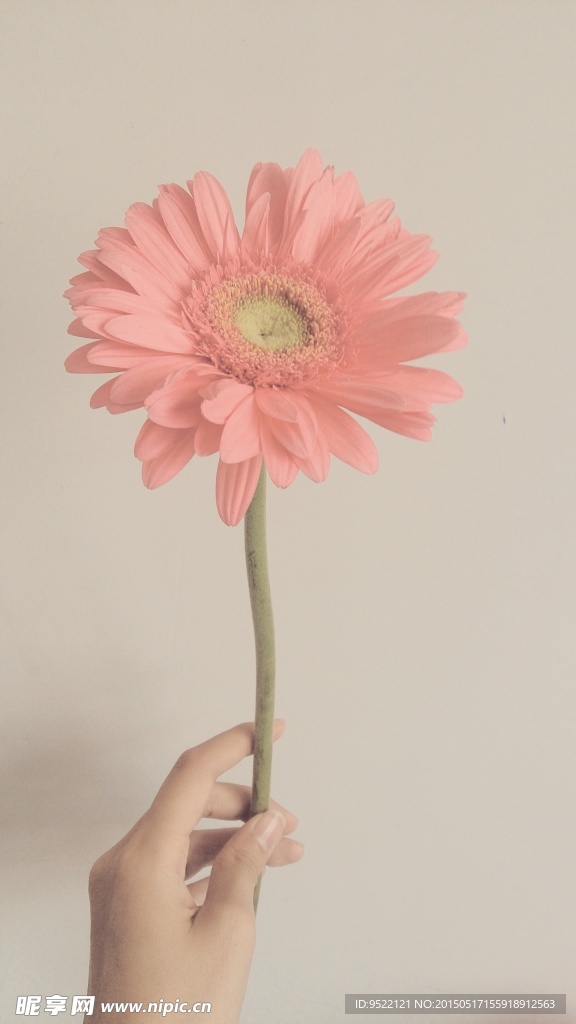 太阳花