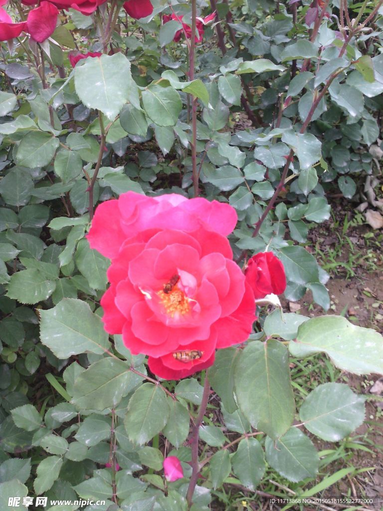 红花
