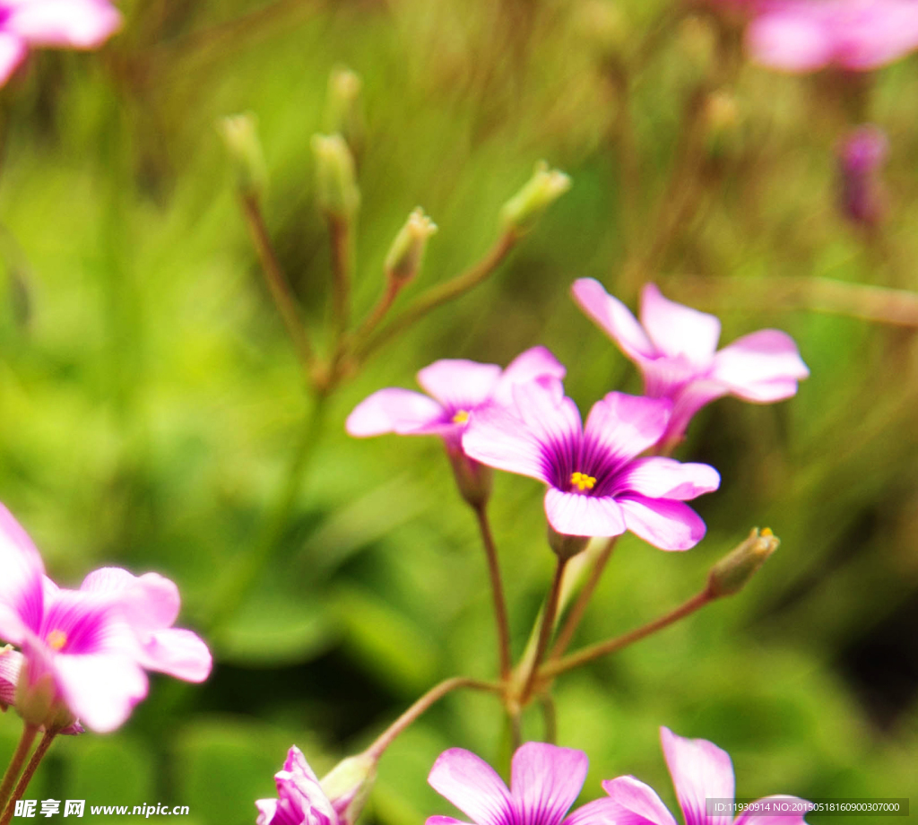 小粉红花