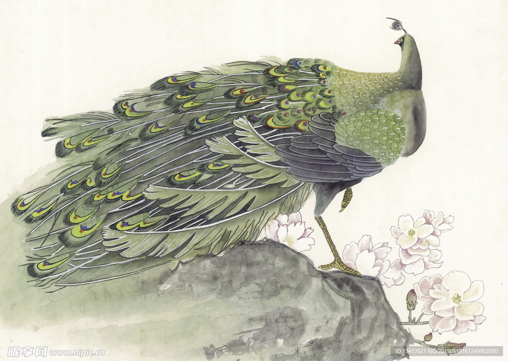 孔雀绘画素材