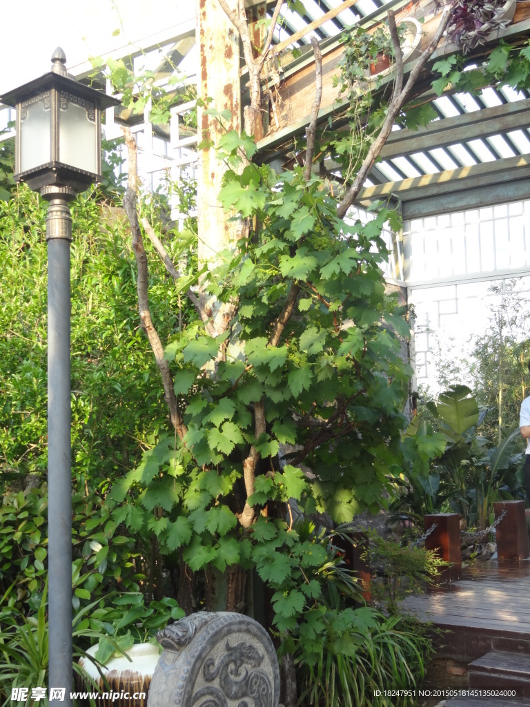 植物园·