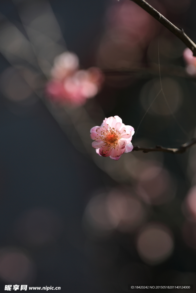 花朵