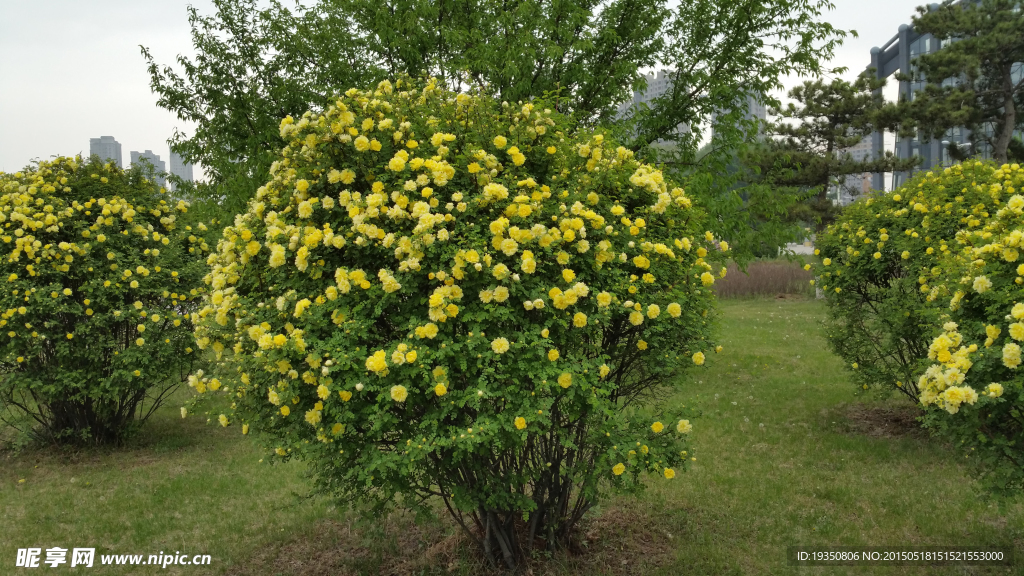 黄色花