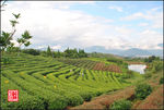 大木山茶园