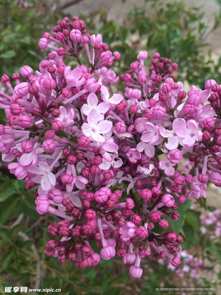 丁香花