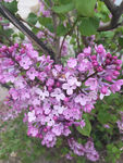 丁香花